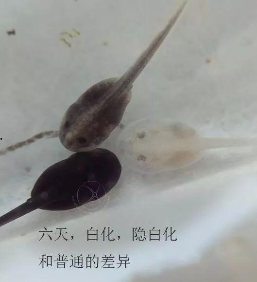 國產蝌蚪,創新科技引領未來生態養殖新篇章