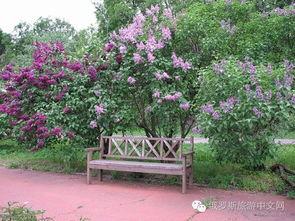 丁香六月激情國產,丁香六月的輝煌篇章